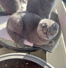 BKH Scottish Fold Katze 6Monate 