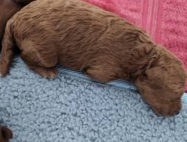 Toy-/Zwergpudel Welpen Rüden 