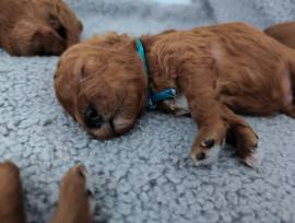 Toy-/Zwergpudel Welpen Rüden 