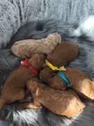 Toy-/Zwergpudel Welpen Rüden 