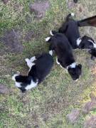 Reinrassige border collie Welpen 