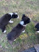 Reinrassige border collie Welpen 