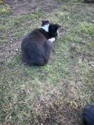 Reinrassige border collie Welpen 