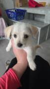 rehpinscher chihuahua Shih tzu bichon welpe
