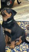 Reinrassiger Rottweiler 