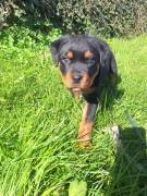 Reinrassiger Rottweiler 