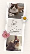 Britisch Langhaar Katzen BLH Kitten Creme lilac