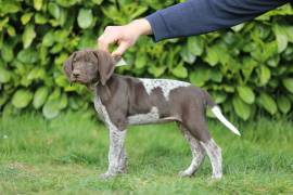 Deutsch Kurzhaar Welpe Hündin