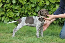 Deutsch Kurzhaar Welpe Hündin