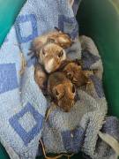 Kleine Degus ab sofort