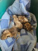 Kleine Degus ab sofort