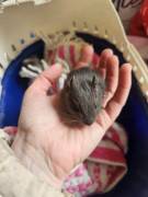 Kleine Degus ab sofort