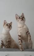 Bengal kitten kater snow white mink