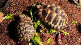 JUNGE SCHILDKRÖTEN MIT ZUBEHÖR 