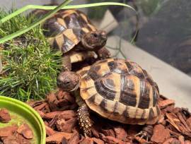 JUNGE SCHILDKRÖTEN MIT ZUBEHÖR 