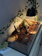 JUNGE SCHILDKRÖTEN MIT ZUBEHÖR 