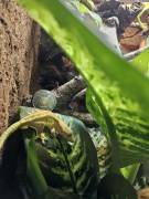 Kronengecko Männchen (1,5 Jahre) abzugeben