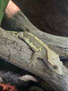 Kronengecko Männchen (1,5 Jahre) abzugeben