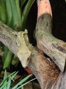 Kronengecko Männchen (1,5 Jahre) abzugeben