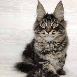 Männliche und weibliche Main-Coon-Kätzchen