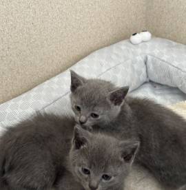 Russisch Blau Kitten mit Stammbaum 