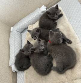 Russisch Blau Kitten mit Stammbaum 