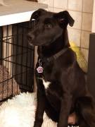 Aron, a.d.Tierschutz, sucht Happy-Home 