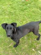 Aron, a.d.Tierschutz, sucht Happy-Home 