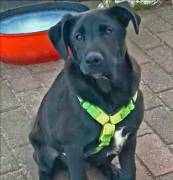 Aron, a.d.Tierschutz, sucht Happy-Home 