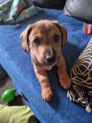 3 Jagdterrier-Dackel Welpen abzugeben 