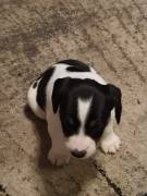 3 Jagdterrier-Dackel Welpen abzugeben 