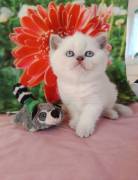 Wir suchen ein neues Zuhause für unsere Two kleine