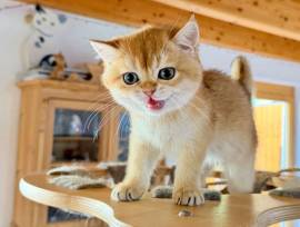 Wir suchen ein neues Zuhause für unsere Two kleine