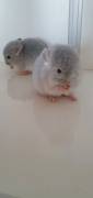Zwei süße Chinchilla Babys Böckchen Blue Diamond  