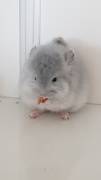 Zwei süße Chinchilla Babys Böckchen Blue Diamond  