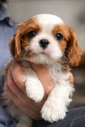 Cavalier-King-Charles-Spaniel-Welpen VDH-VK