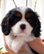 Cavalier-King-Charles-Spaniel-Welpen VDH-VK