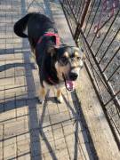 Lina, a.d.Tierschutz, sanft und liebevoll 