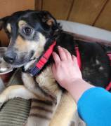 Lina, a.d.Tierschutz, sanft und liebevoll 