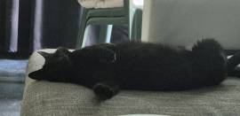 Kater sucht ruhiges Zuhause 