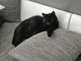 Kater sucht ruhiges Zuhause 