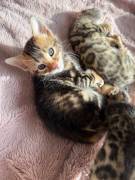 Bengal kitten suchen ein schönes zuhause 
