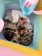 Bengal kitten suchen ein schönes zuhause 