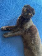 Scottish Fold Katzen abzugeben 