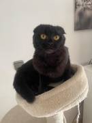 Scottish Fold Katzen abzugeben 