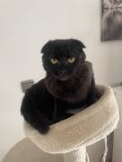 Scottish Fold Katzen abzugeben 