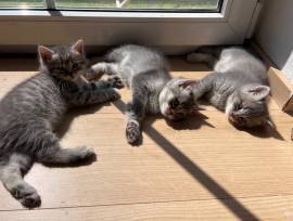 Kitten suchen ein liebevolles zu Hause 
