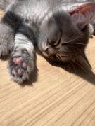 Kitten suchen ein liebevolles zu Hause 