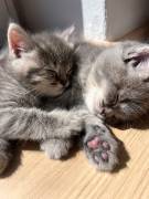 Kitten suchen ein liebevolles zu Hause 