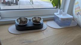 BKH tabby Kitten 10 Monate alt mit großem Zubehör 